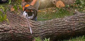 How Our Tree Care Process Works  in  Brownsville, PA